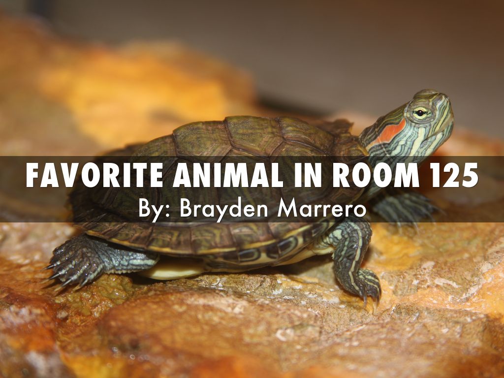 What Is Your Favorite Animal In Room 125 By 22marrerob