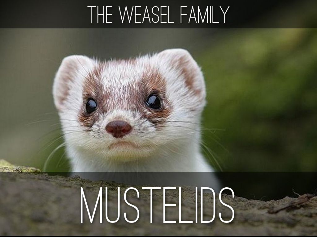 Mustelids