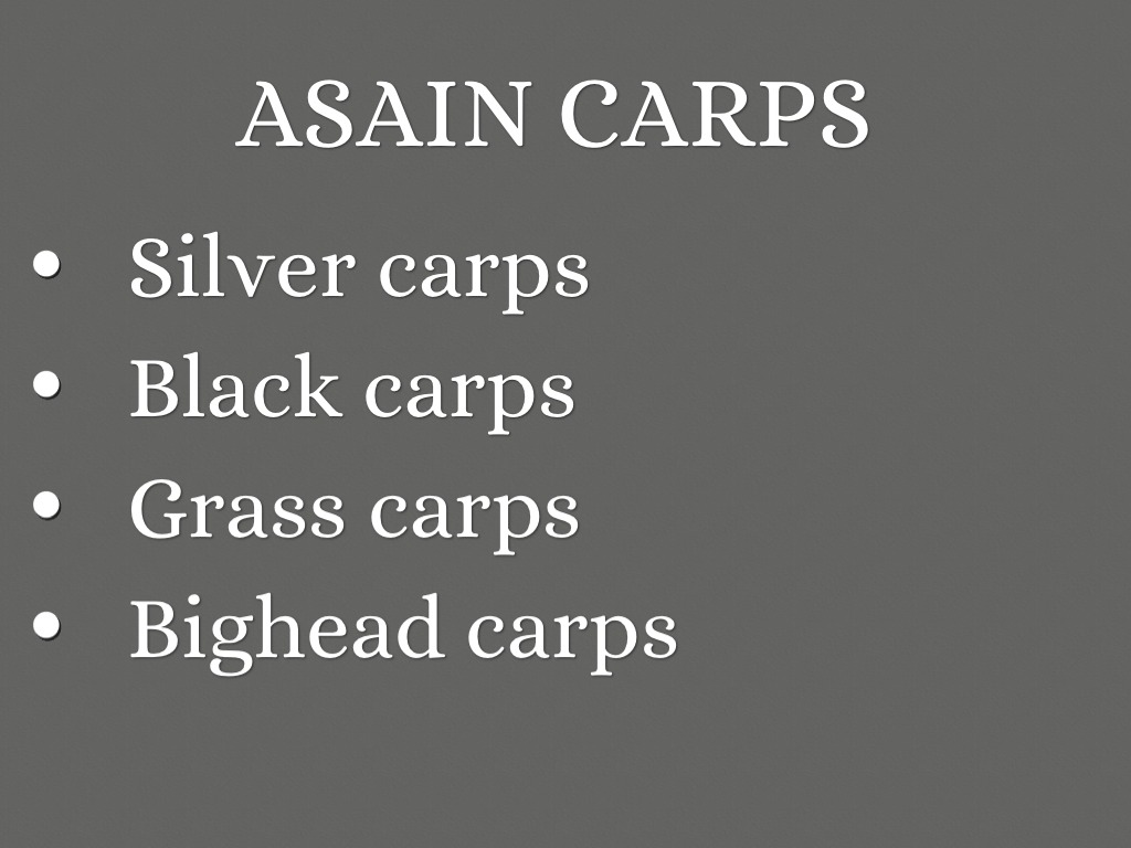 Asian Carps 
