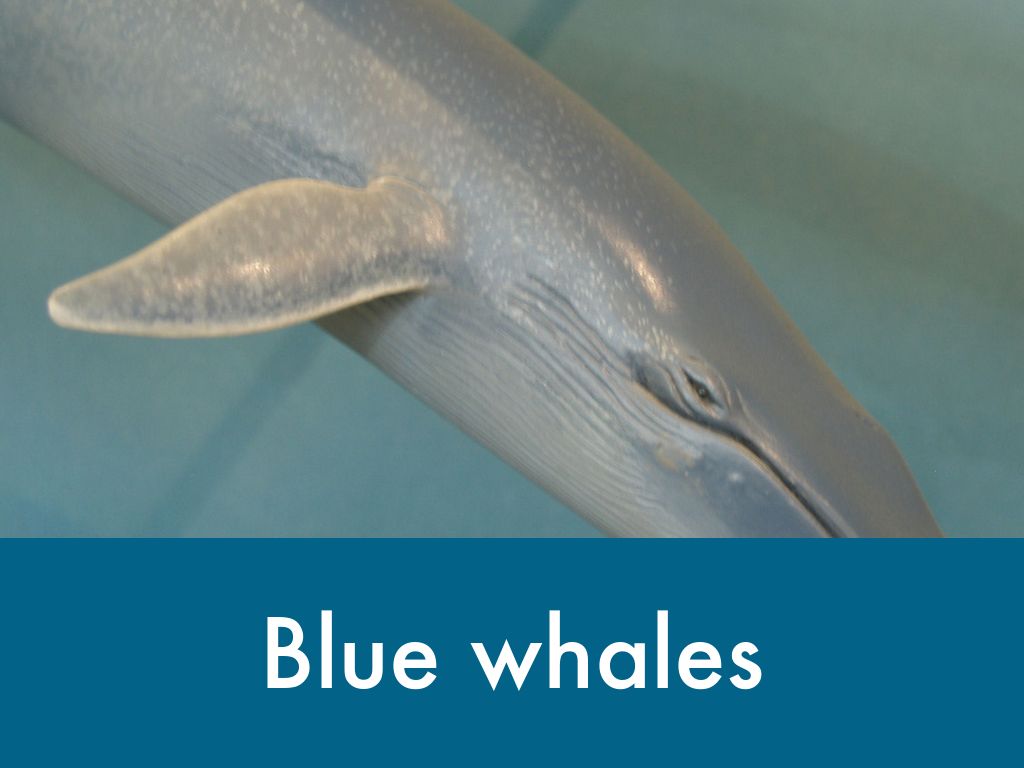 Sea Animals By Scarlett