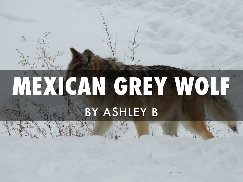 Mexican Grey Wolf By Ashley B
