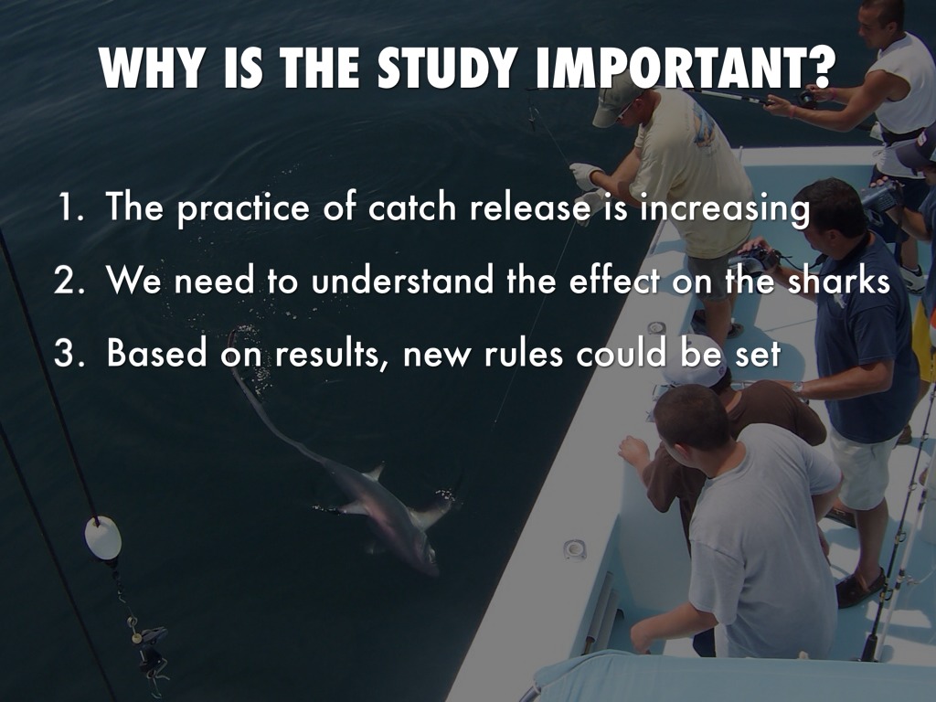 Effects of catchandrelease fishing on sharks by
