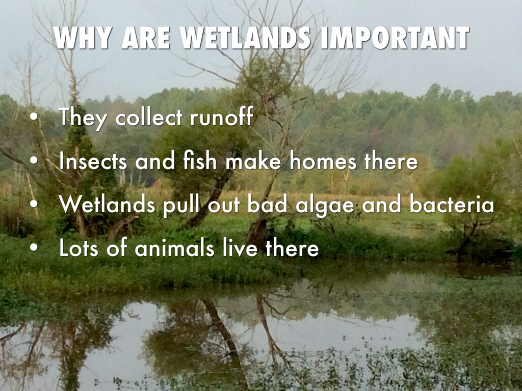 Wetlands by Haynes Morrow