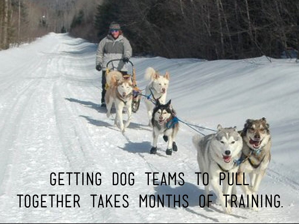 DOG SLEDDING by Zena Fitzgerald