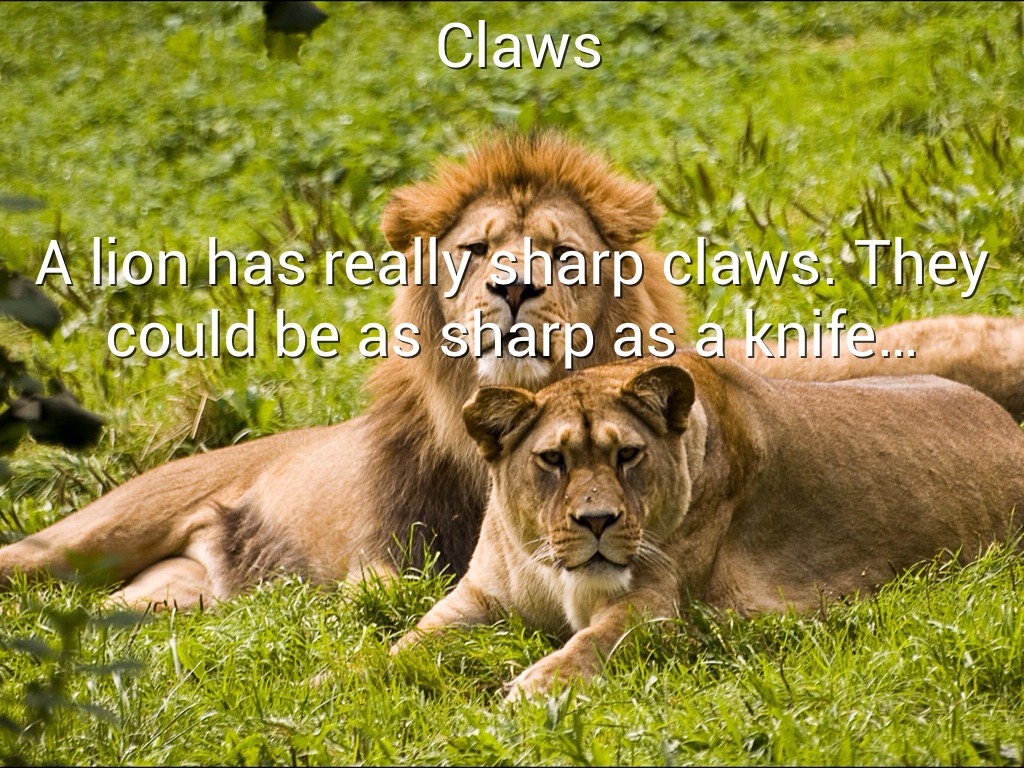 Lions by Diane DeLaTorre