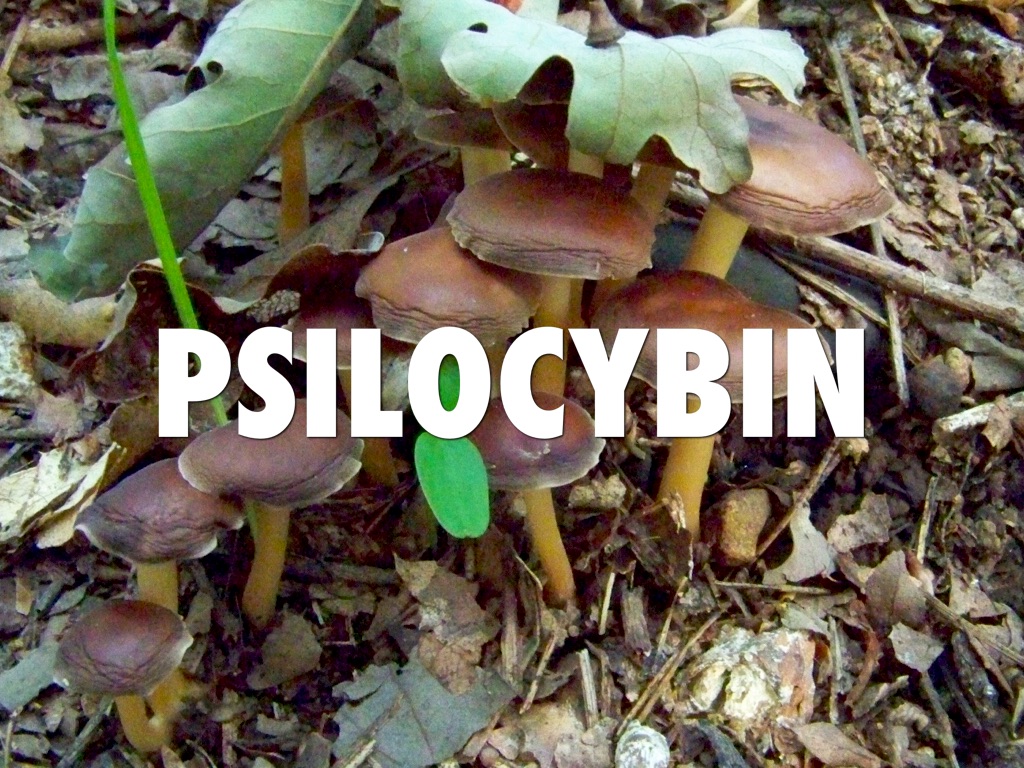 Psilocybin 