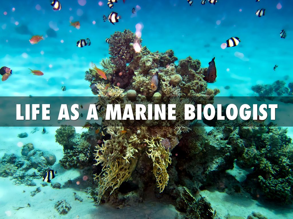 Marine Biologist 