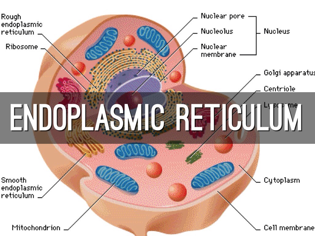 Cell Structure By Rhylee Meneses