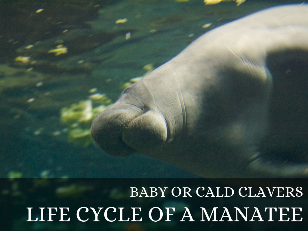 Manatees by Jennifer by boexx044