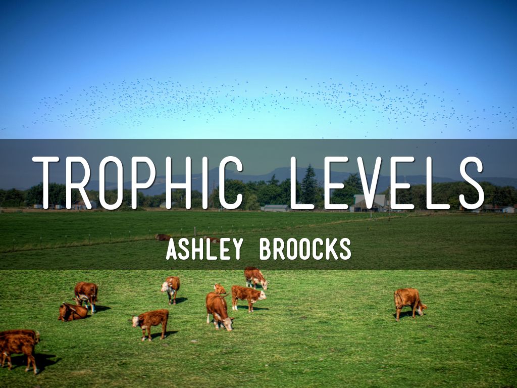 Trophic Levels