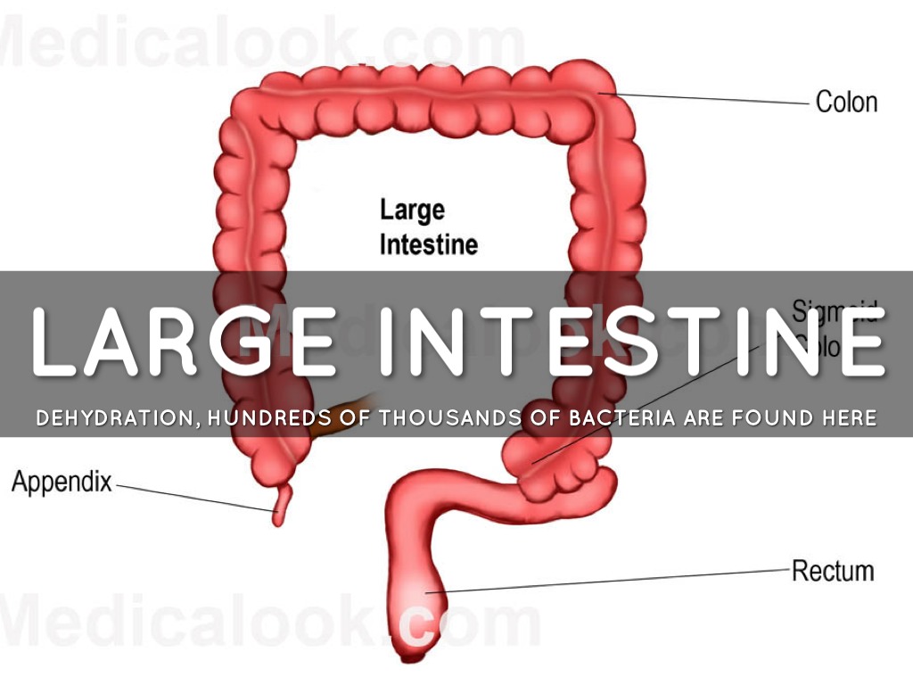 large intestine large intestine
