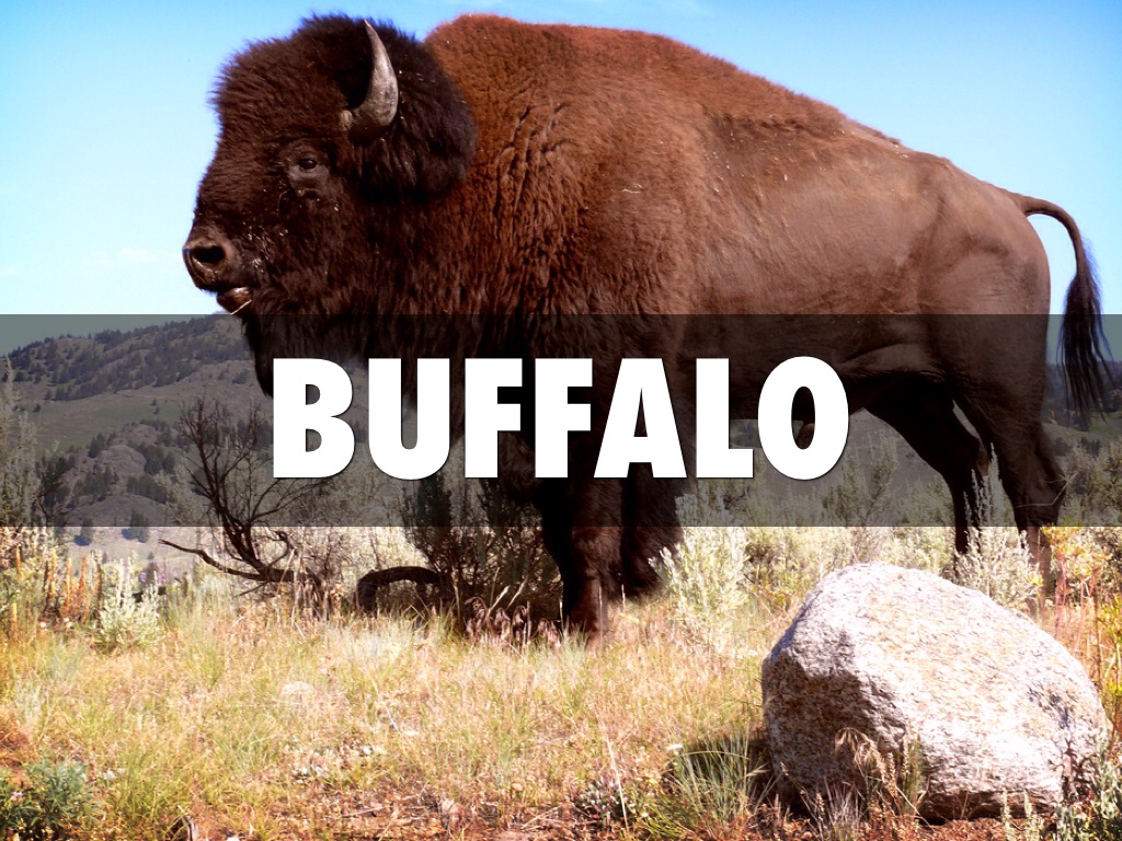 Clean And Unclean Animals by Jacky Xu