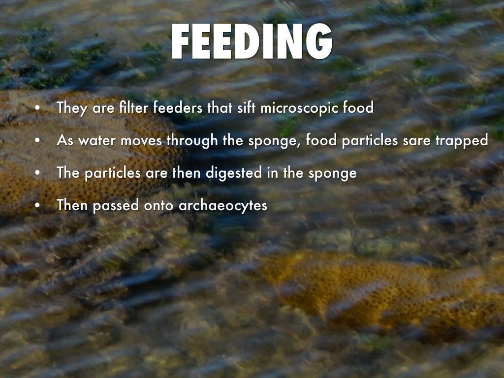 Sponges by lewis.chube