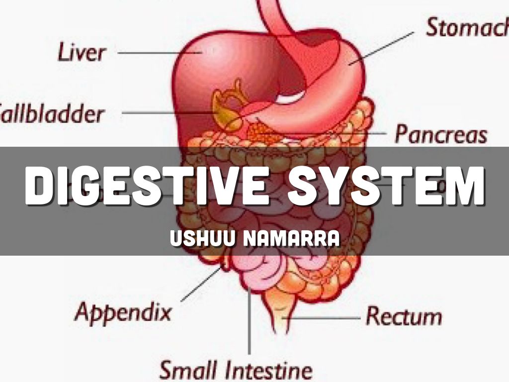 Digestive System