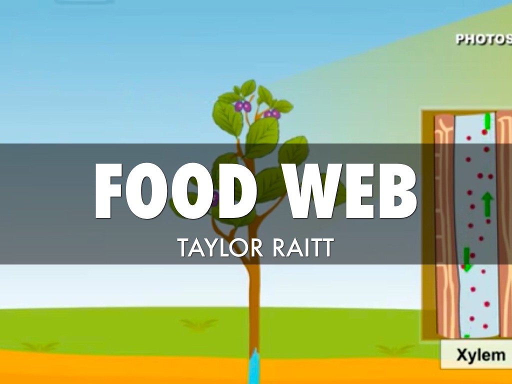 Taylor Ratites Food Web