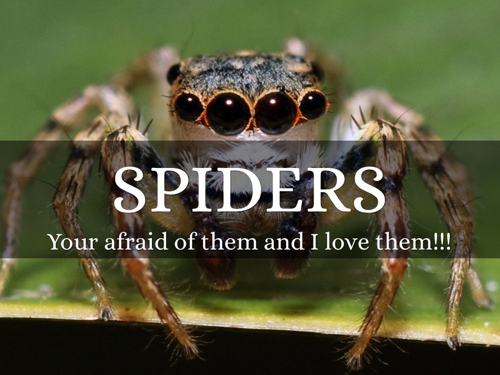 SPIDERS