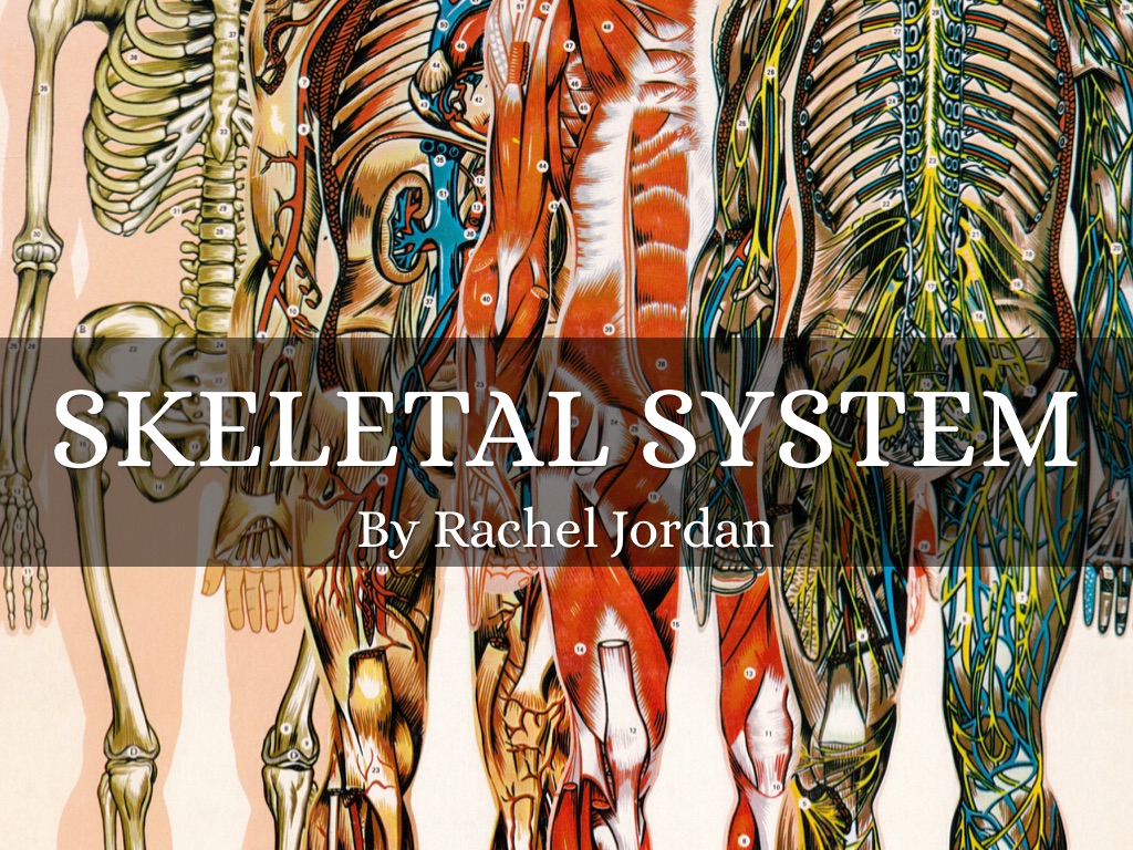 Skeletal System
