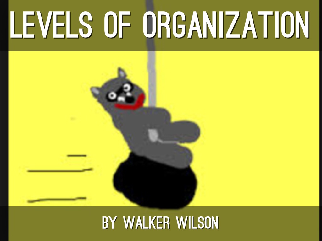 Levels Of Organization
