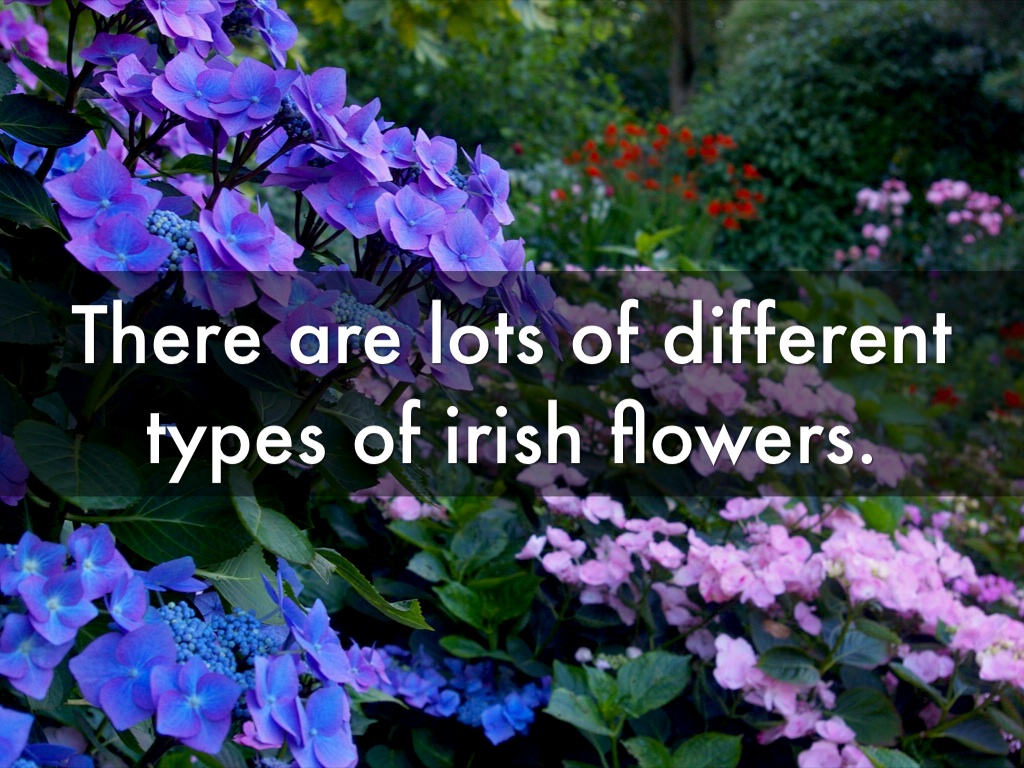 Irish Flowers by stuartmckeever