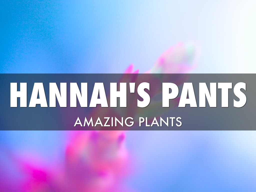 Hannah's Plant by student
