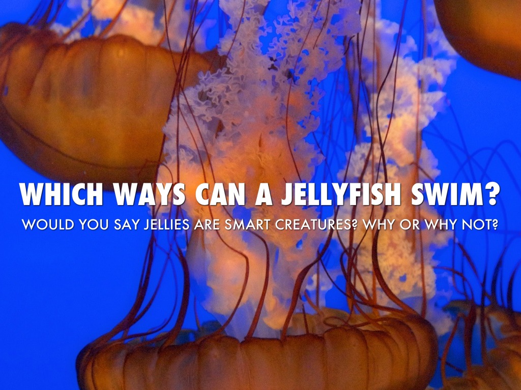Jellyfish Live In The? by Rebecca earp