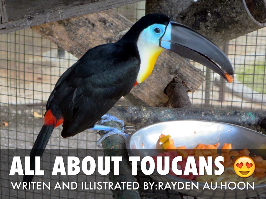 Toucans