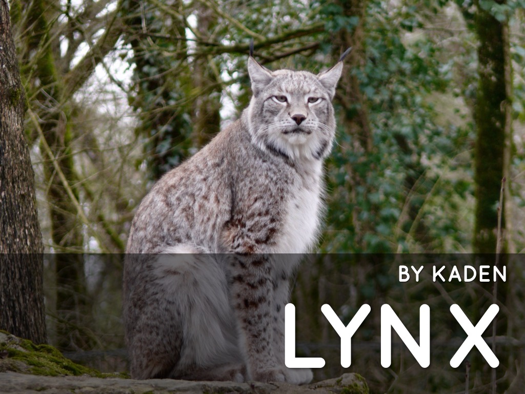 Lynx