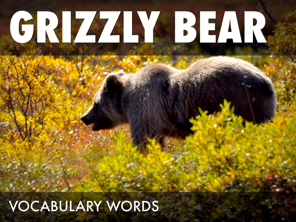Grizzly Bear 