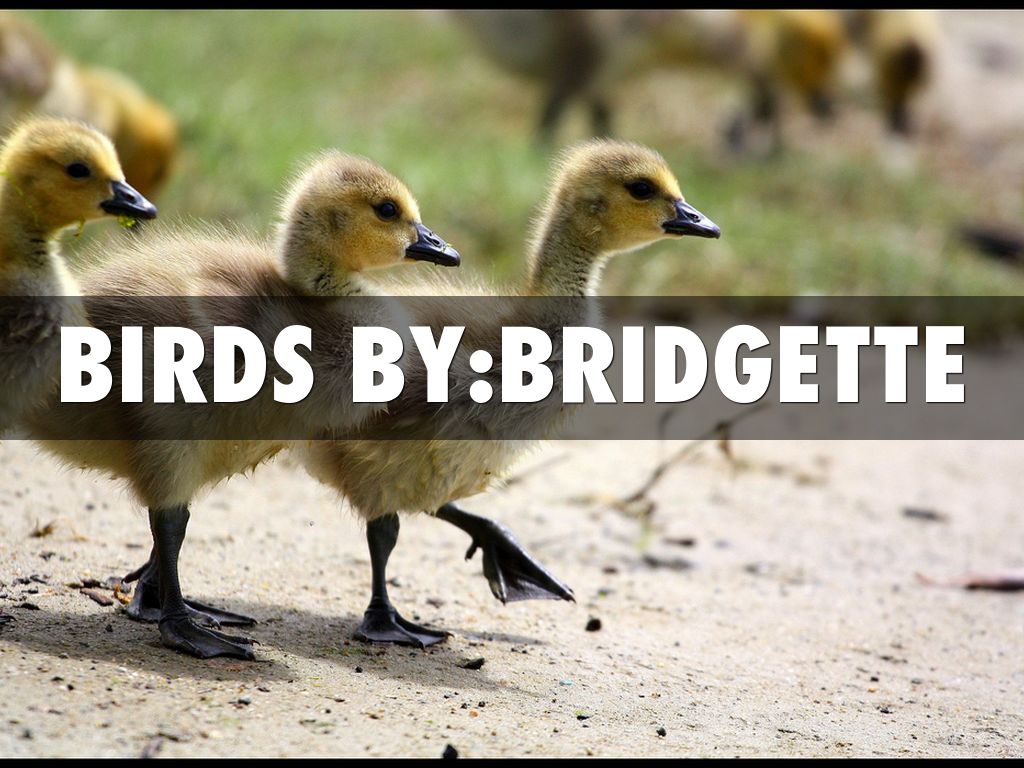 Copy of Copy of Birds