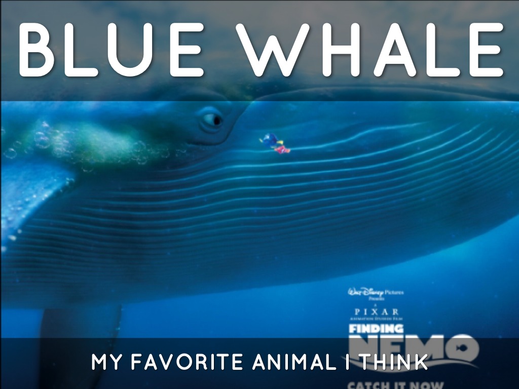 Blue Whale