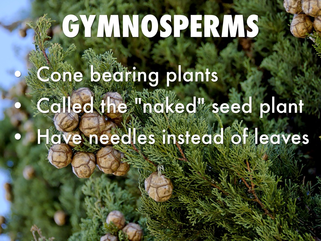 Angiosperms&gymnosperms by Katelyn Busch