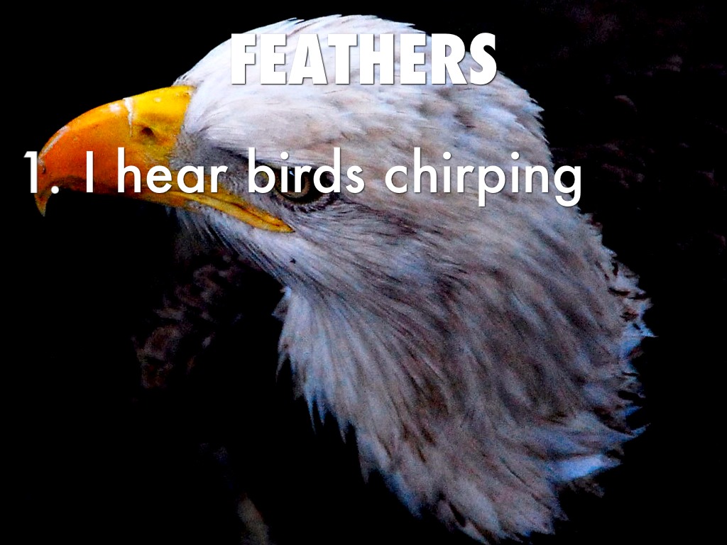 Feathers