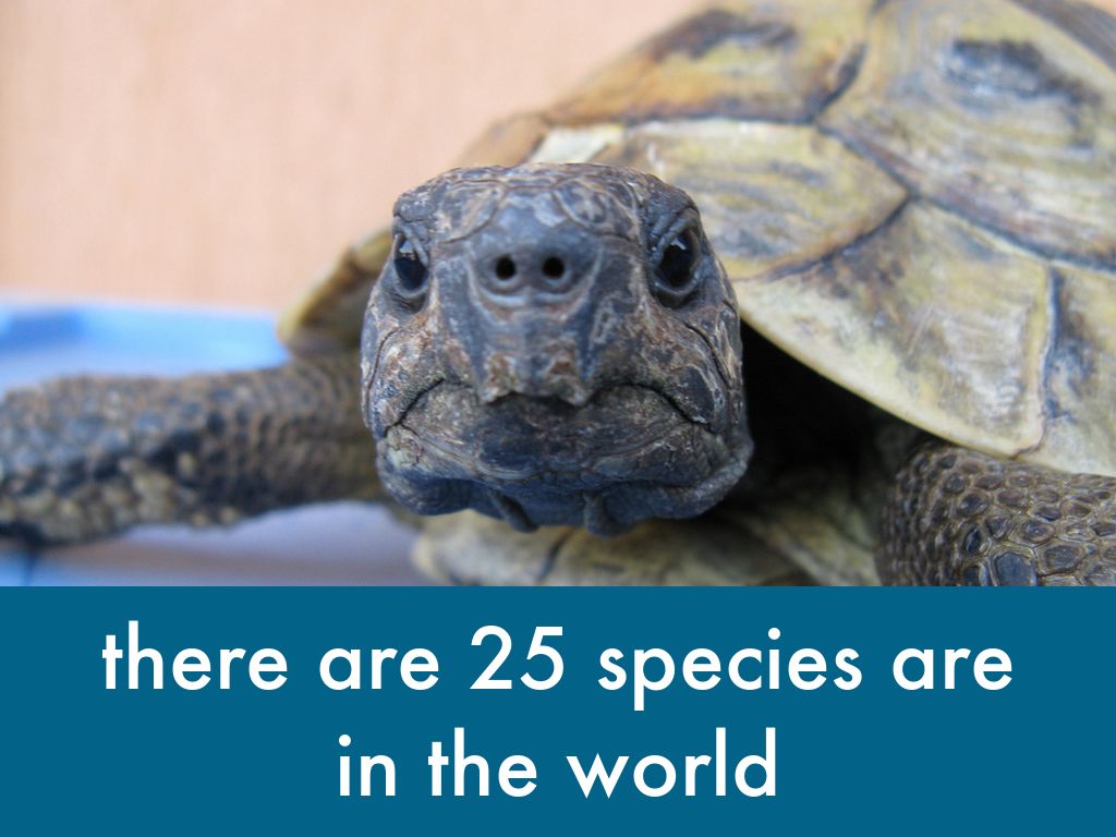 turtles by WT Library