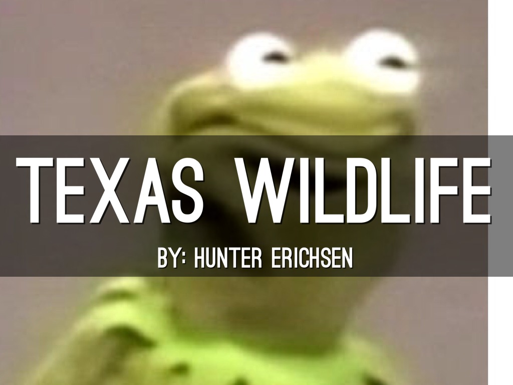 Texas Animals