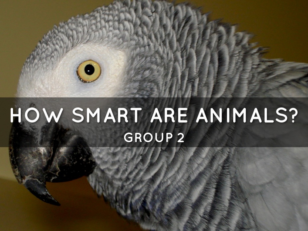 How Smart Are Animals by Tuyen Le