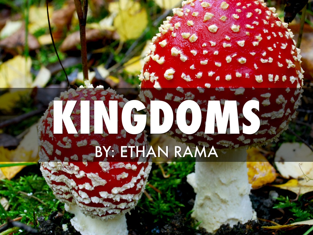 Learning Kingdoms