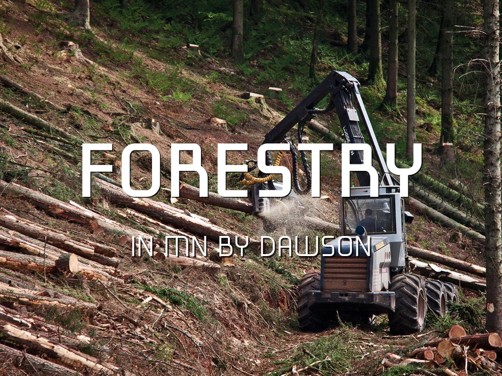 How Forestry Affects MN