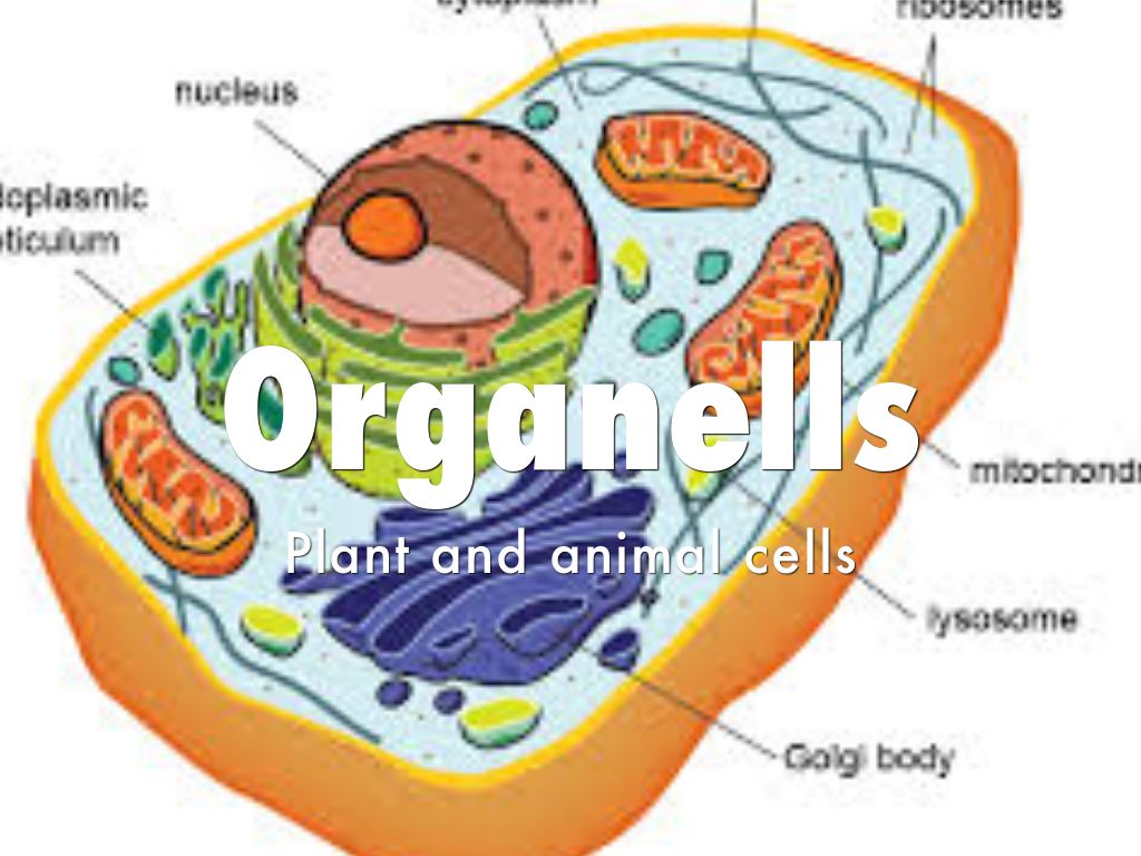 Organells