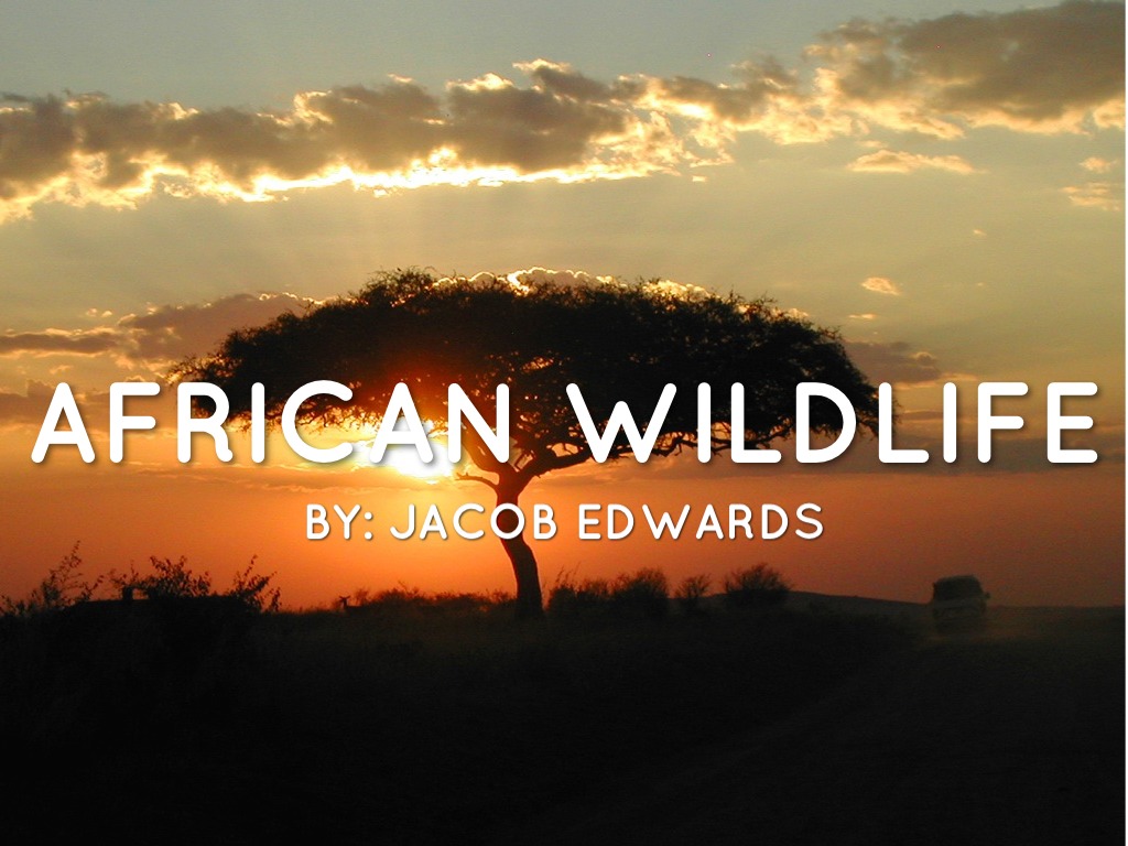 African Wildlife