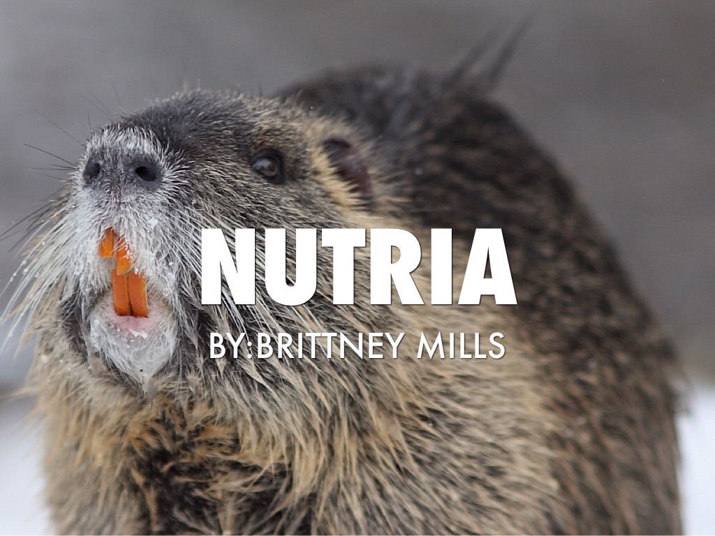 Nutrias