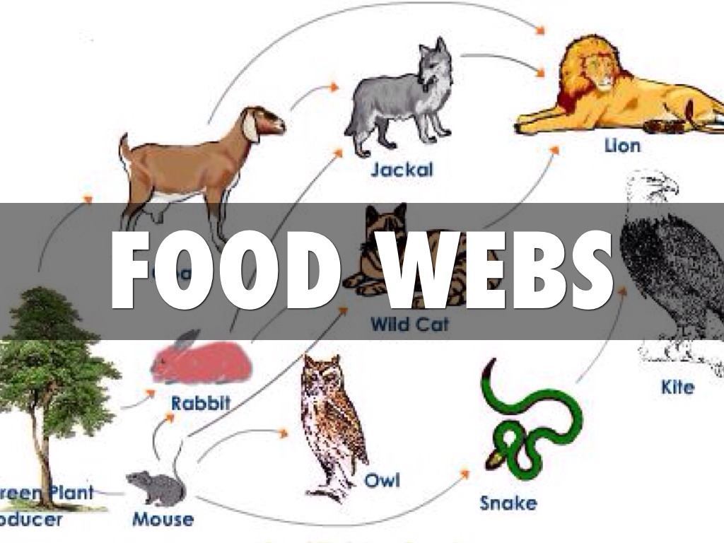 Food s by Grace DeJongh