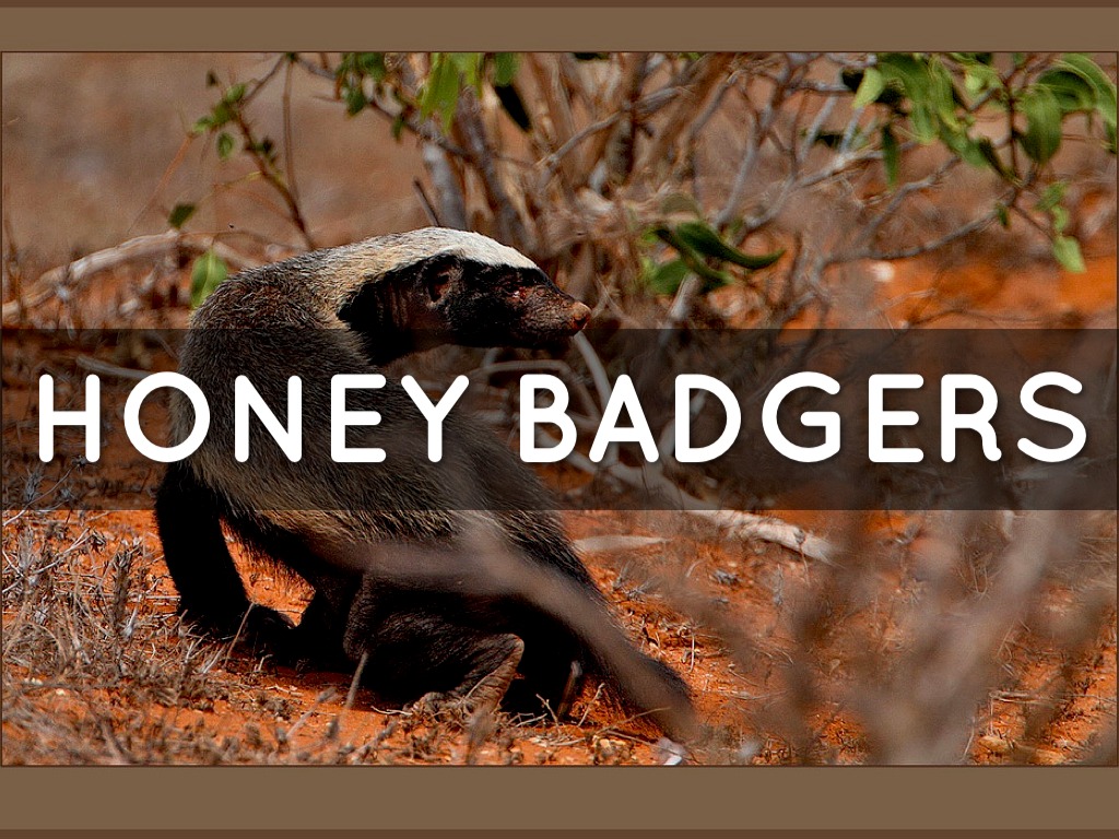 Honey Badgers by SJE 5th Grade Cart