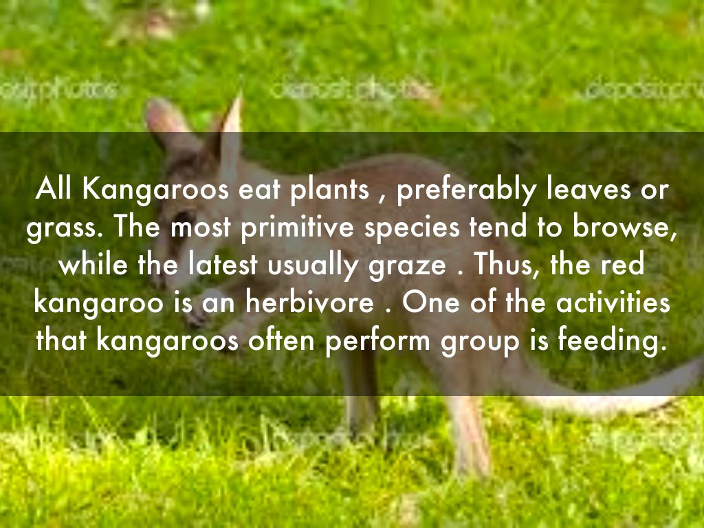 KANGAROO by laura.ipina.58