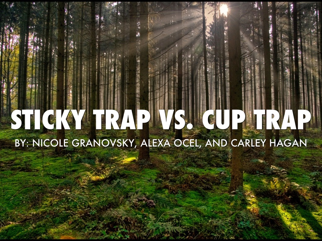 Sticky Trap vs. Cup Trap
