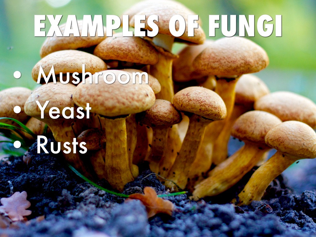 protista and fungi kingdoms by abbey breuer examples of fungi