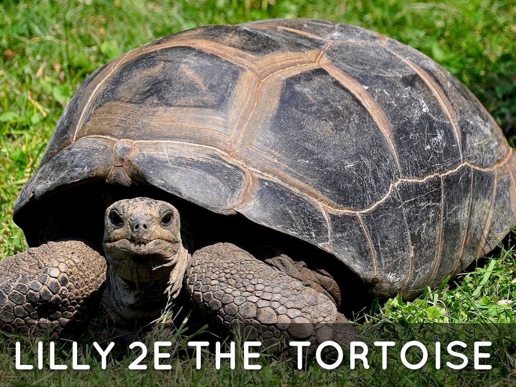 The Tortoise. 2e