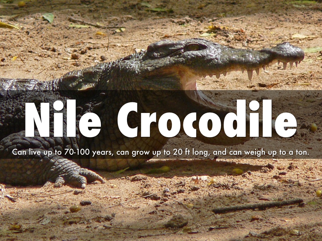 Nile Crocodile