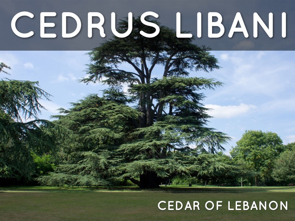 Кедр по английски. Кедр дарахти. Кедровая сибирская сосна и кедр это. Кедр по английски. Кедр по английски.