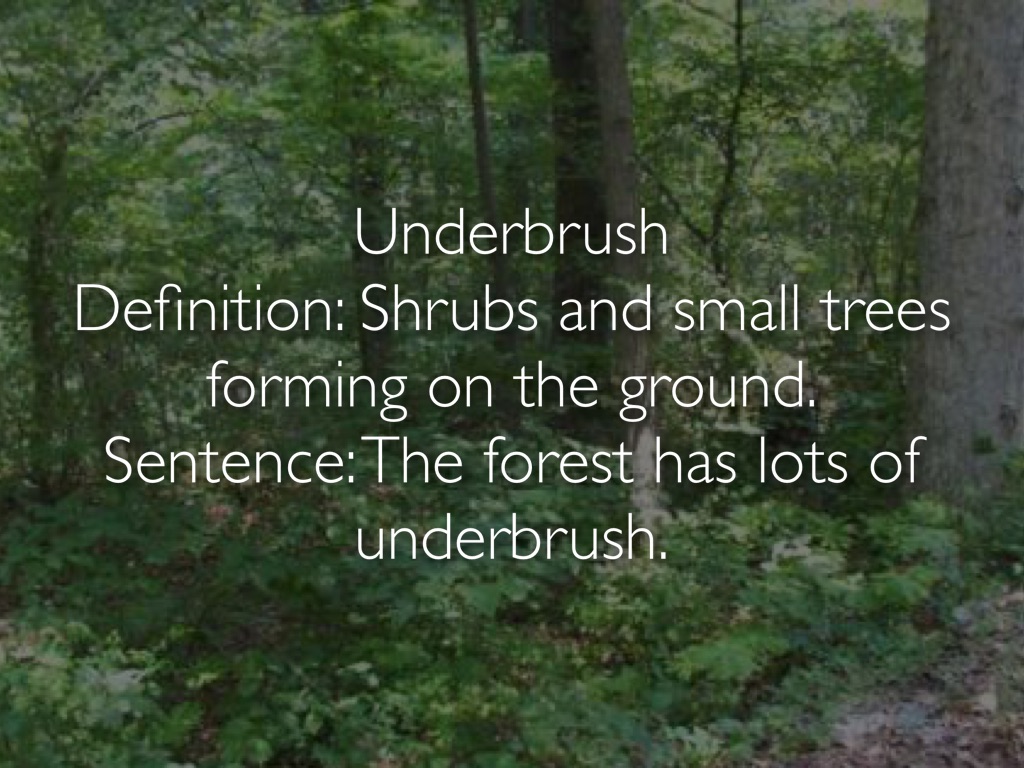 Vocabulary by Natalie