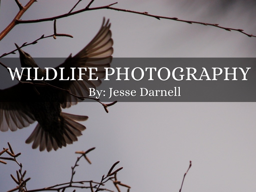 Wildlife Photography